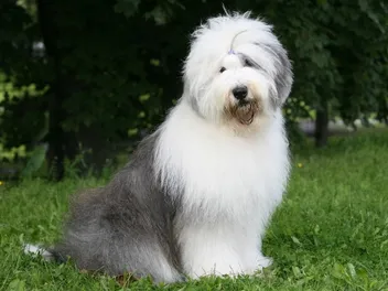 10-Year-Old Dog: Vet-Approved Care Tips & Facts