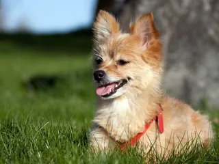 Yoranian (Yorkie & Pomeranian Mix): Info, Pictures, Care & More