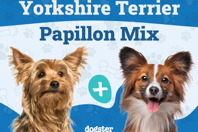 Yorkillon (Yorkshire Terrier & Papillon Mix): Info, Pictures, Care Guide & More