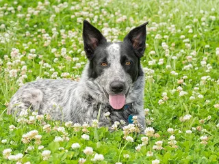 Texas Heeler Dog Breed: Info, Pictures, Care & More