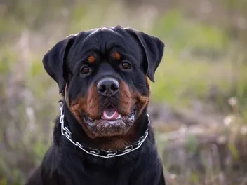 Can a Rottweiler Purr? Breed Behavior & Tips