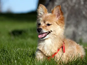 Yoranian (Yorkie & Pomeranian Mix): Info, Pictures, Care & More