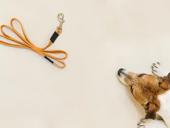 My Dog Is Scared of the Leash, What Should I Do? 5 Vet-Approved Tips