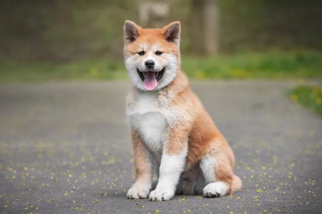 13 Vet-Verified Akita Facts That You'll Love to Know