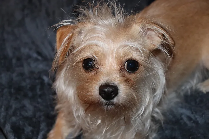 Chorkie dog up close