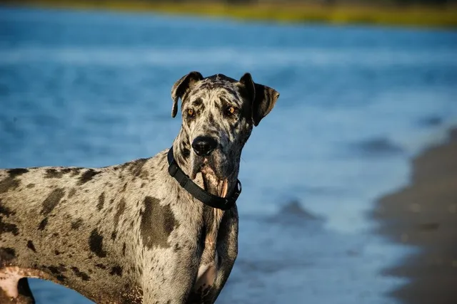 Merle Great Dane: Info, Pictures, Origin & History