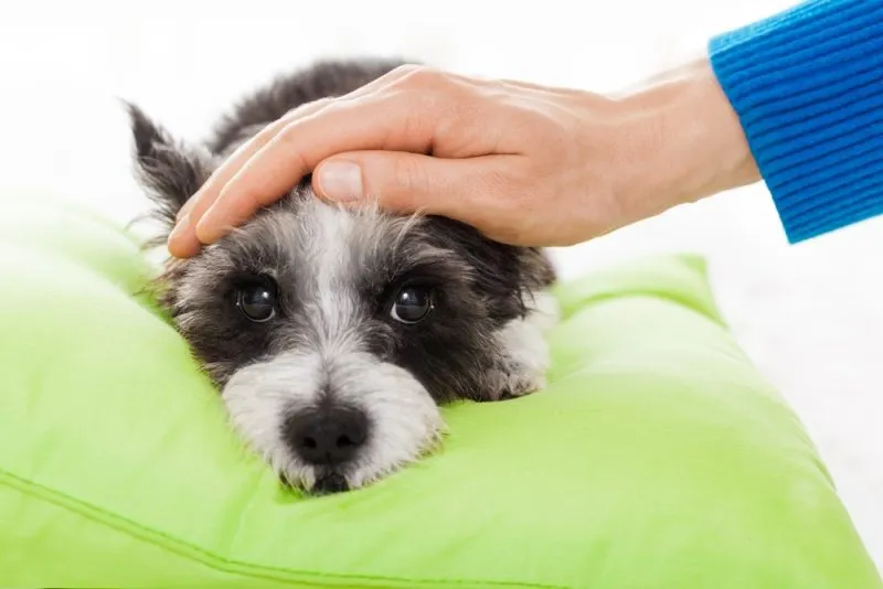 owner-petting-his-dog