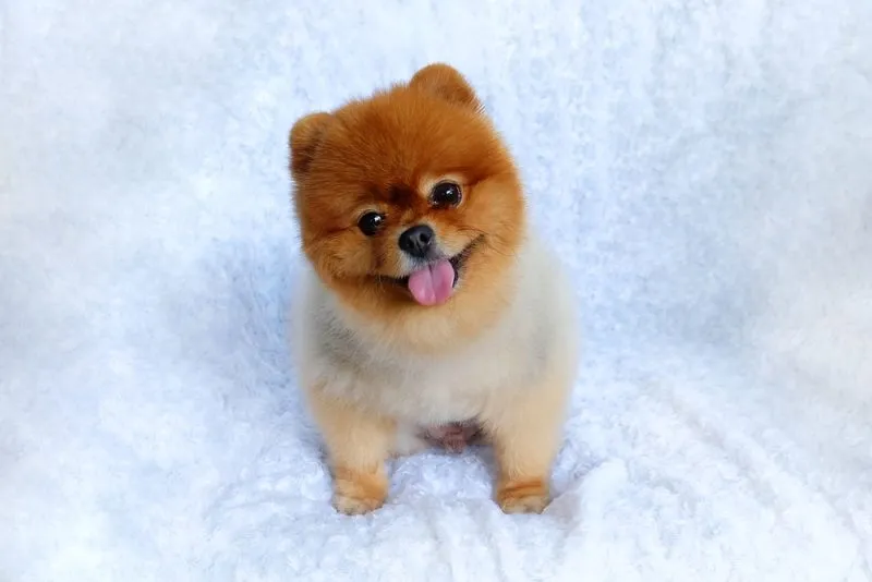 Orange teacup Pomeranian dog smiling on a white background
