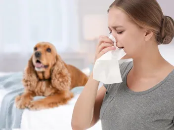 Are Cocker Spaniels Hypoallergenic? Vet-Verified Facts