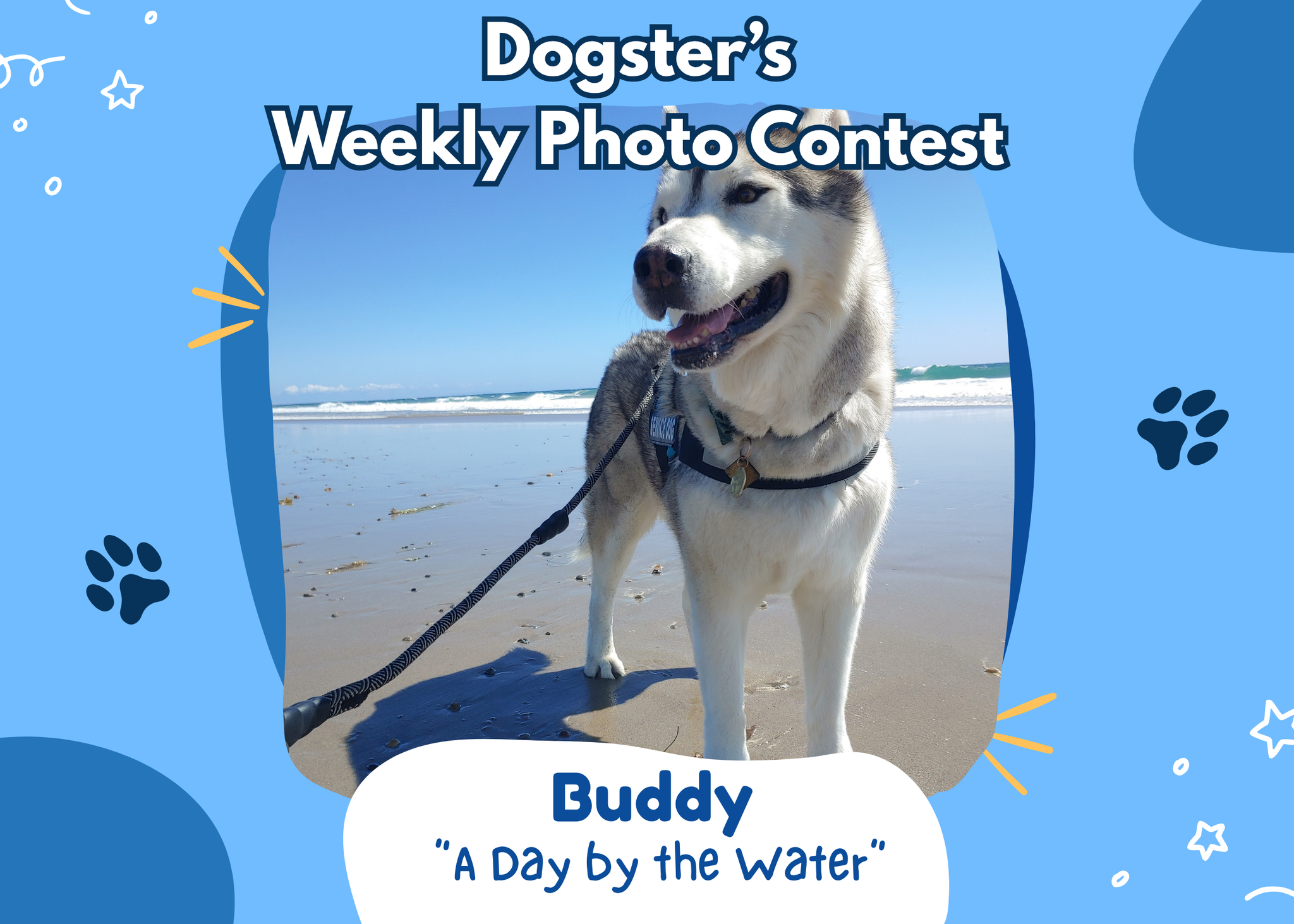 Husky on a beach for Dogster's weekly photo contest