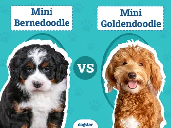 Mini Bernedoodle vs. Mini Goldendoodle: The Differences (With Pictures)