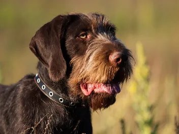 Deutsch Drahthaar Dog Breed: Info, Pictures, Care & More