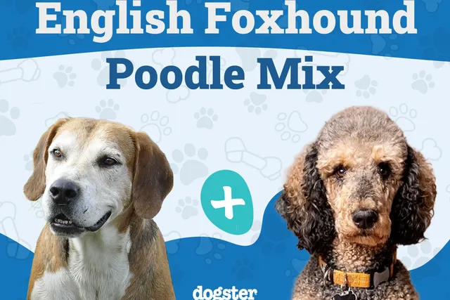 Foxhoodle (English Foxhound & Poodle Mix): Info, Pictures & Care