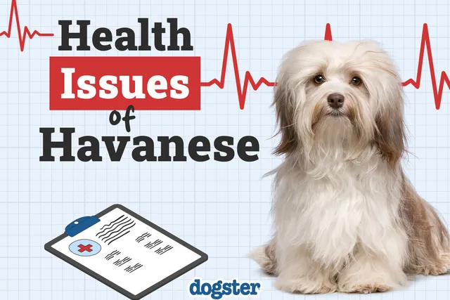 9 Common Havanese Health Issues to Watch Out For (Vet Approved)