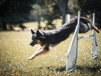 How to Train a Dog to Jump: 3 Vet-Verified Techniques