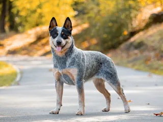 Australian Cattle Dog vs Blue Heeler: Is There a Difference? (With Pictures)