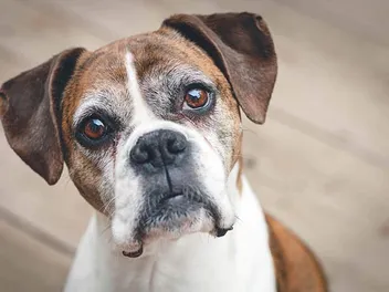 How Old Is 13 in Dog Years? Vet-Approved Guide to Each Size of Dog