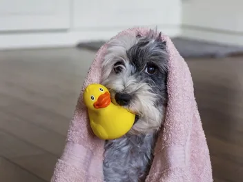 What Dog Shampoos Do Groomers Use? Recommendations & FAQ