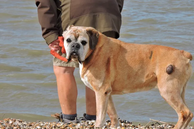 Lumps on Dogs: How to Know if They're Dangerous (Vet Answer)