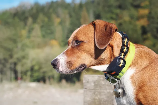 Dog Collar Strangulation: Our Vet Discusses How to Prevent Dog Collar Accidents