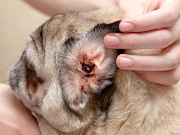 Why Does My Dog Keep Getting Ear Infections? Our Vet Explains Causes & Care
