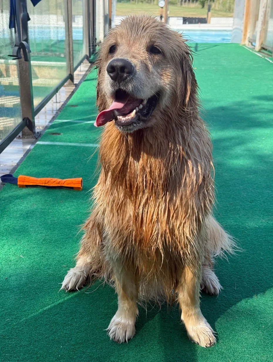 Wet golden retriever panting on green turf near a pool