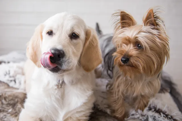 Introducing a New Dog to the Pack: 10 Vet-Approved Tips