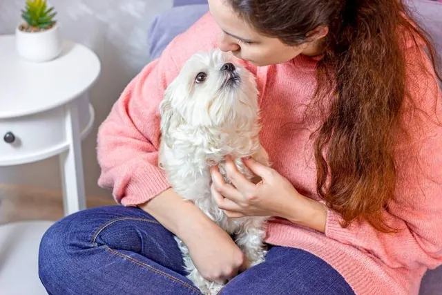 Is a Maltese Dog Hypoallergenic? Vet-Reviewed Facts & FAQ