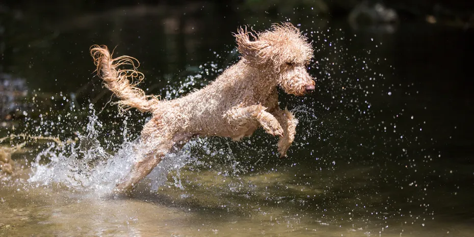 Portrait of a young poodle dog in the wild Leitha river