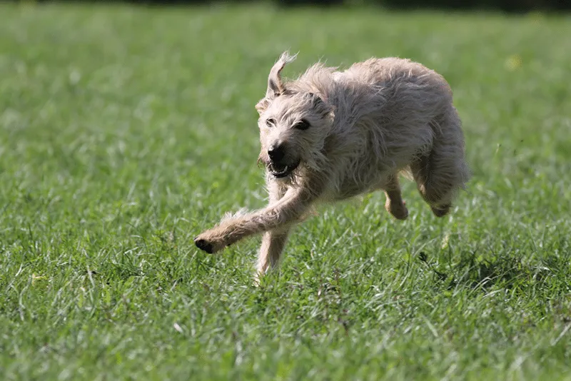 A Lurcher running in a park