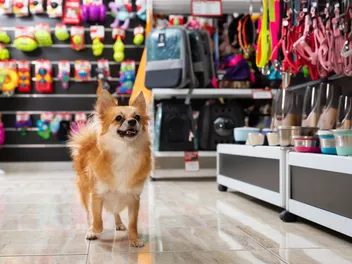 33 Cool Dog Products You Can Grab Today (2026 Guide)