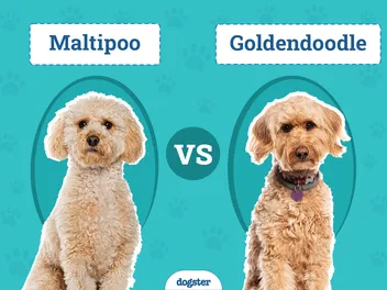 Maltipoo vs Goldendoodle: The Differences (With Pictures)