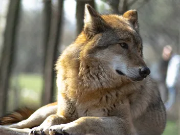 American Indian Dog: Breed Info, Pictures, Traits & Care