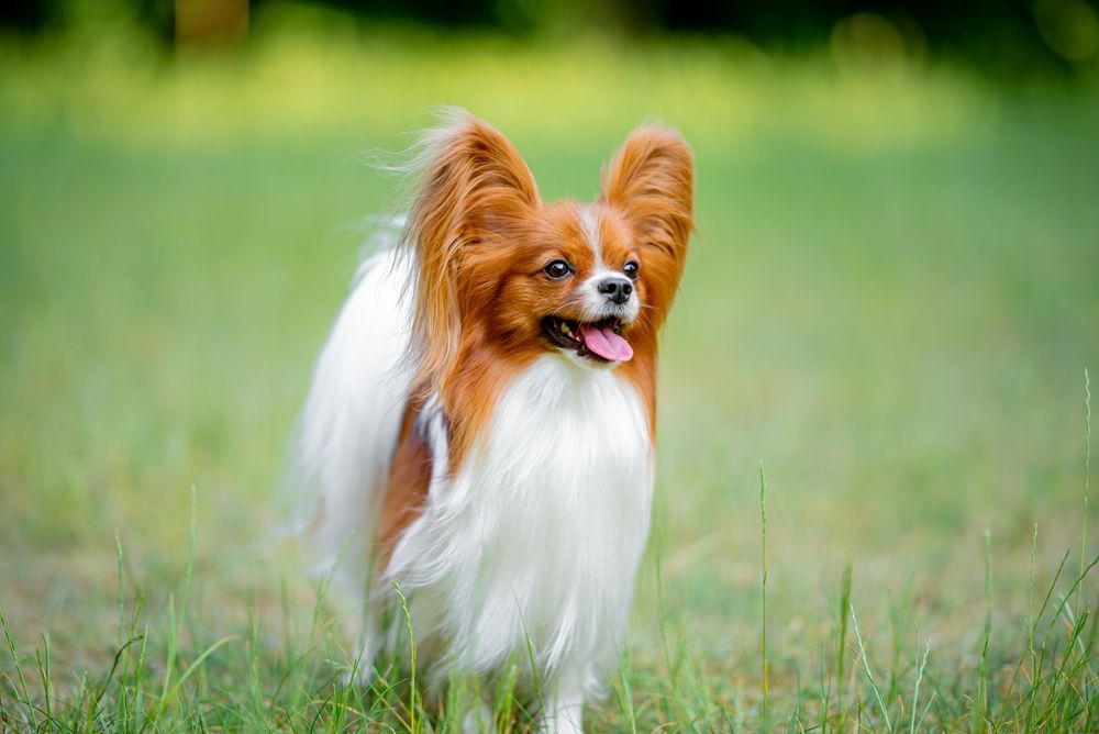Beautiful red and white papillon portrait on the spring grass