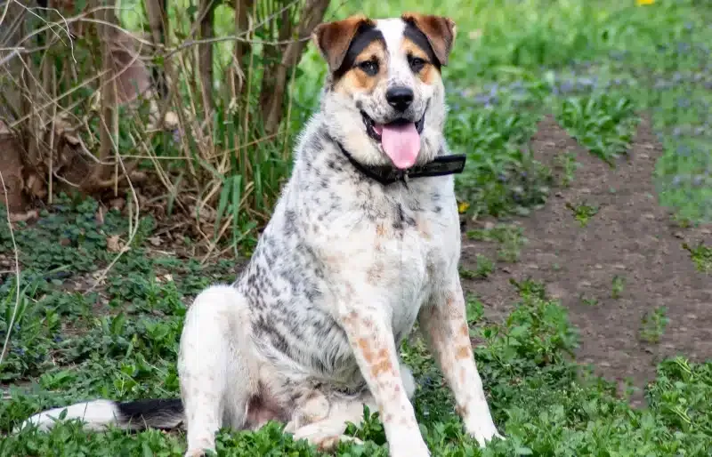 dalmatian-blue-heeler-mixed-breed-dog