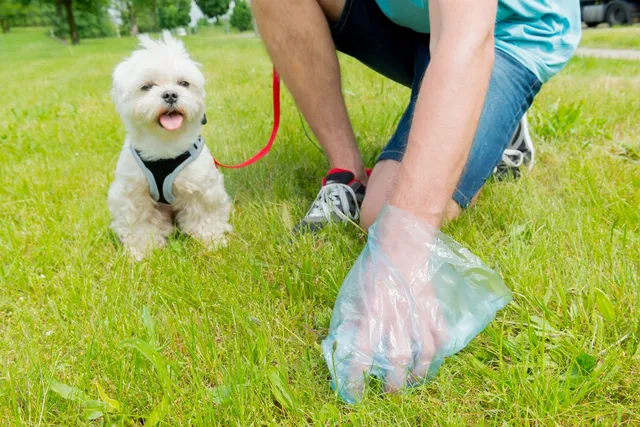 Why Does My Puppy Poop So Much? 5 Vet-Reviewed Reasons