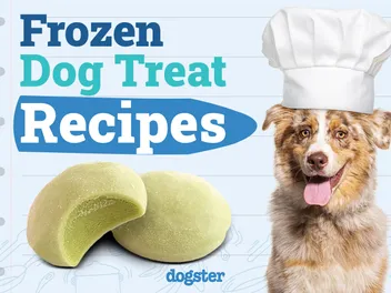 10 Frozen Dog Treat Recipes: Great Summer Options for Your Pup