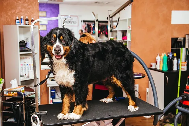 Bernese Mountain Dog Grooming: 15 Vet-Approved Tips