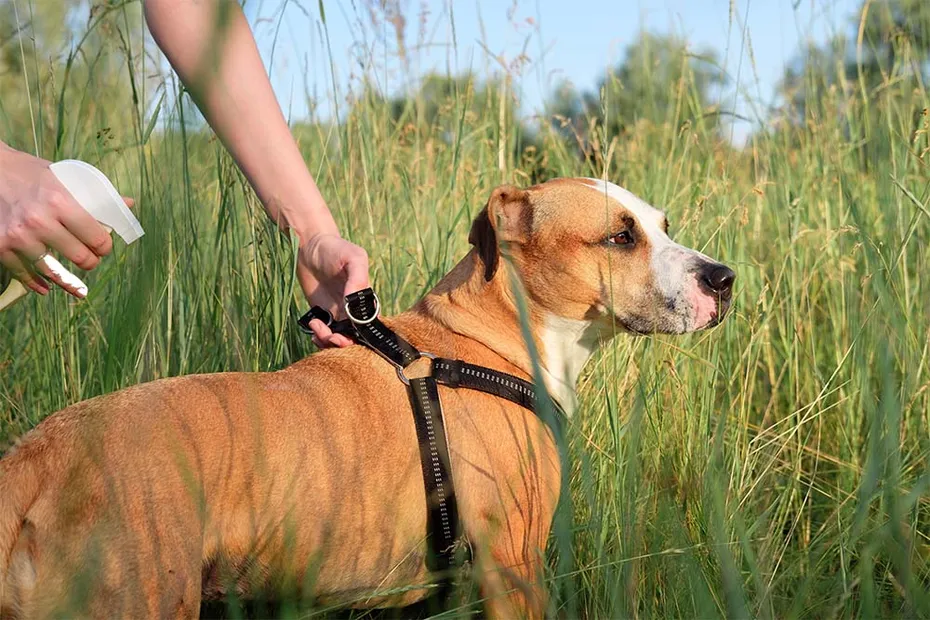 Anti mosquitoe and anti-insect for active dog outdoors