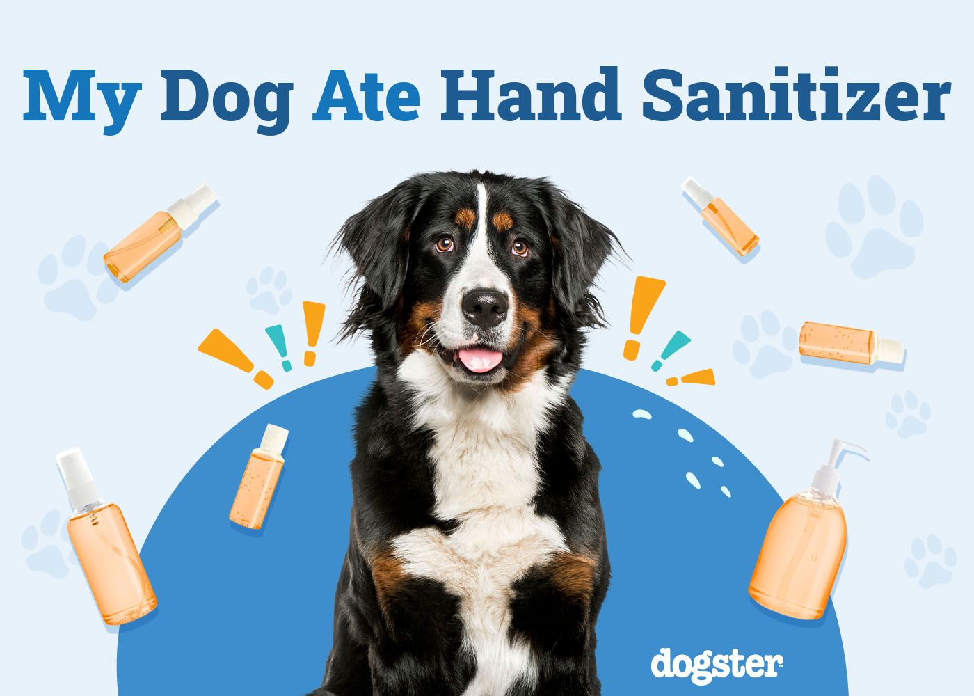 My Dog Ate Hand Sanitizer: Our Vet Explains What to Do