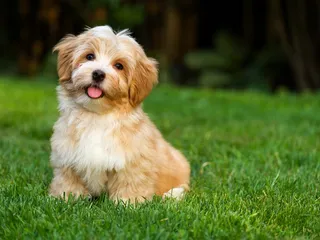 How Big Will My Havanese Get? Average Size & Growth Chart