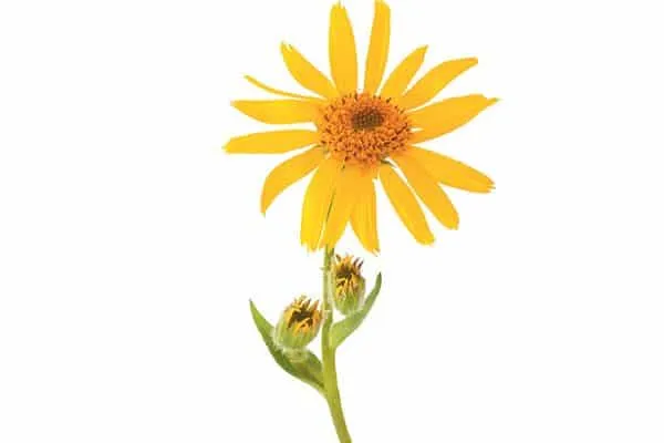 Arnica. Photography by ©scisettialfio | Getty Images.