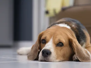 Can Dogs Catch Parvo Twice? Our Vet Explains the Signs, Treatments & Prevention