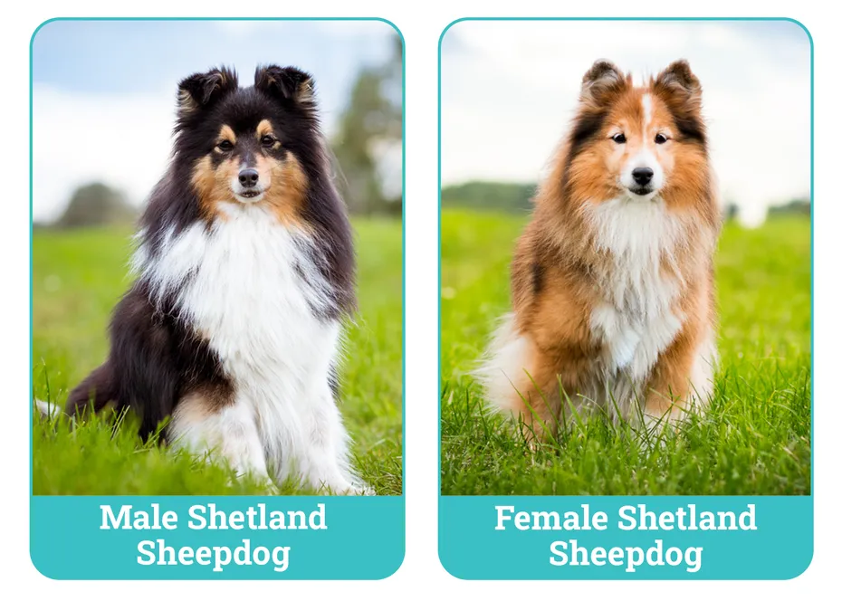 Male vs Female Shetland Sheepdogs