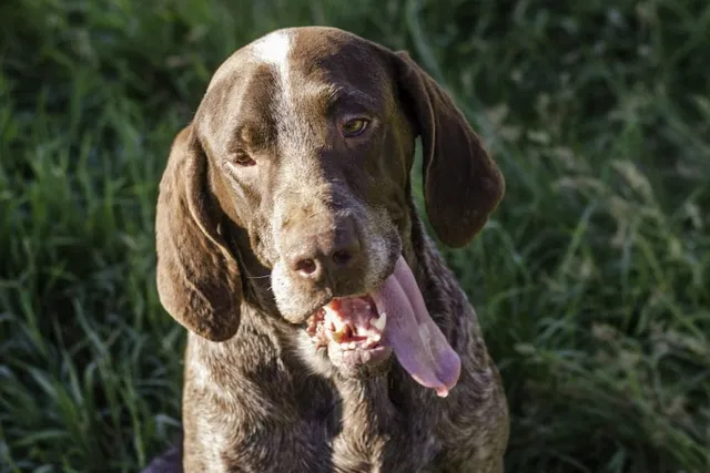 Spanish Pointer Dog Breed: Info, Pictures, Care & Traits