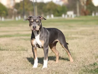 Tricolor Pitbull: Info, Pictures, Origin & History