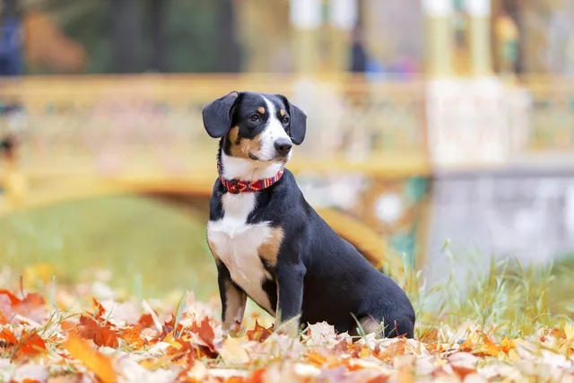 Entlebucher Mountain Dog Breed: Info, Pictures, Origin & Traits
