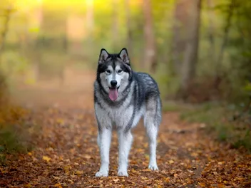 These Popular Dog Breeds May Be More Aggressive Than You Think