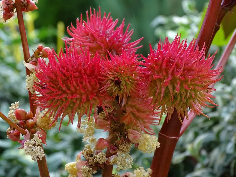 Red Castor Bean Plant