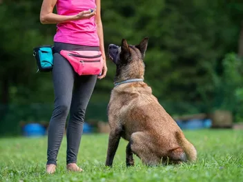 When Does a Belgian Malinois Calm Down? Exercise, Genetics & Stimulation